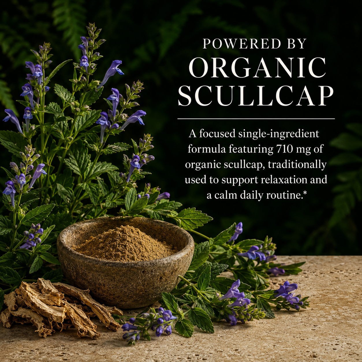 Scullcap, skullcap