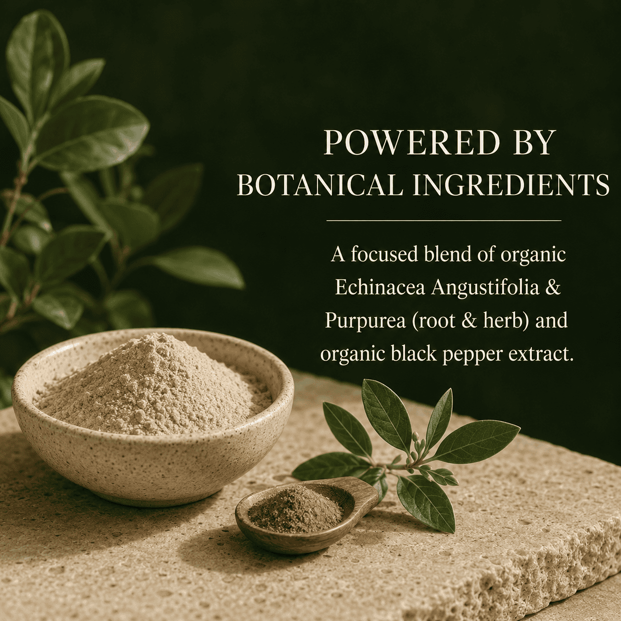 Echinacea Angustifolia & Purpurea